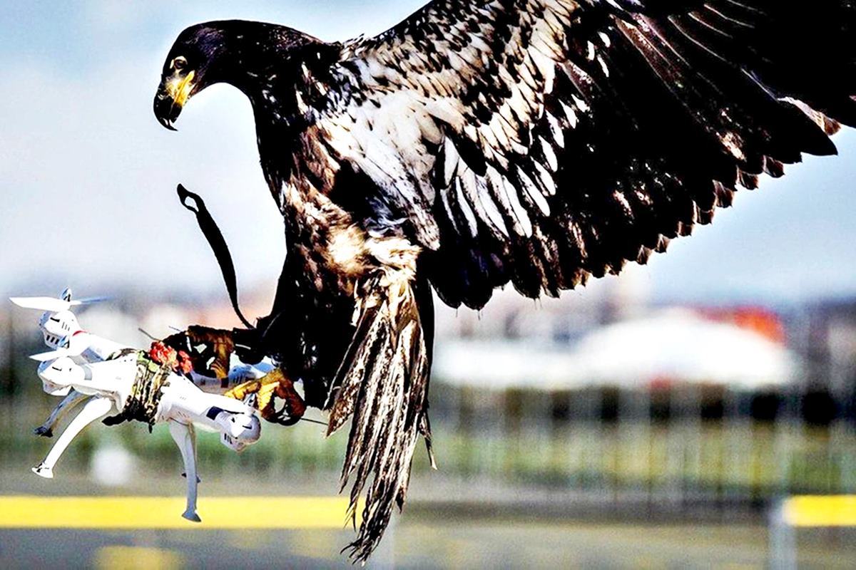 네덜란드 경찰 소속 드론 대응 독수리 Swissinfo.jpg