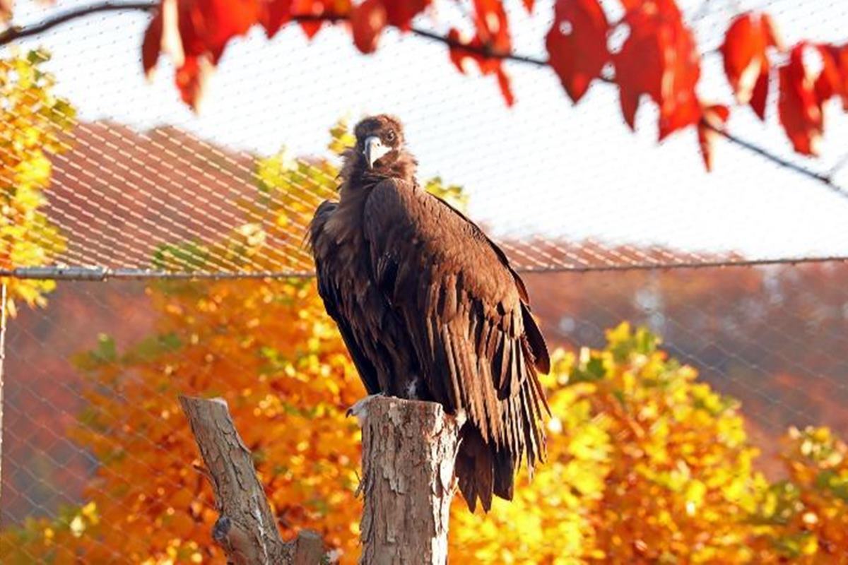 맹금류 인터넷핫뉴스.jpg