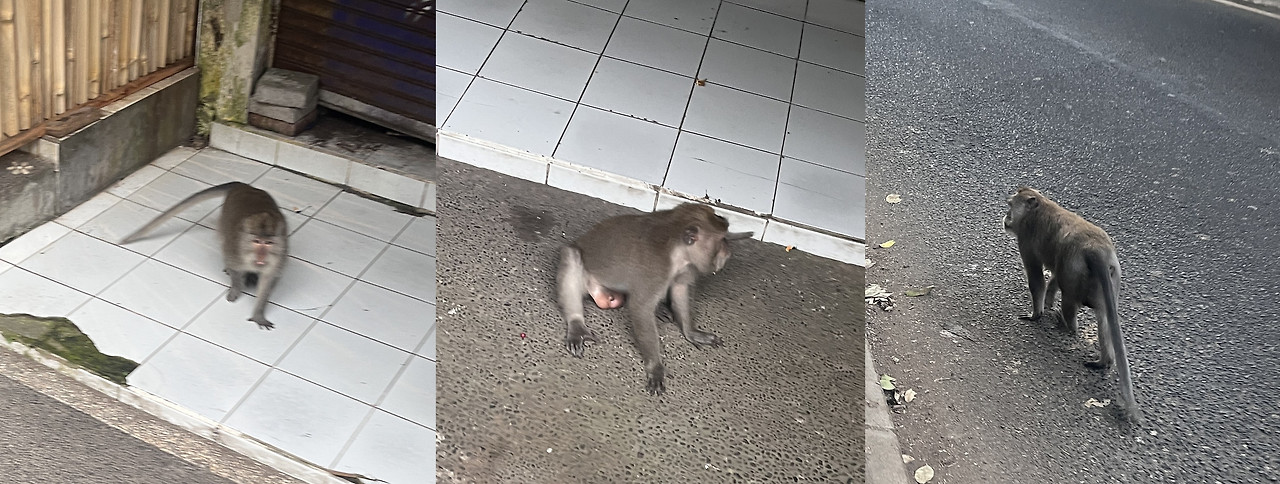 원숭이.jpg