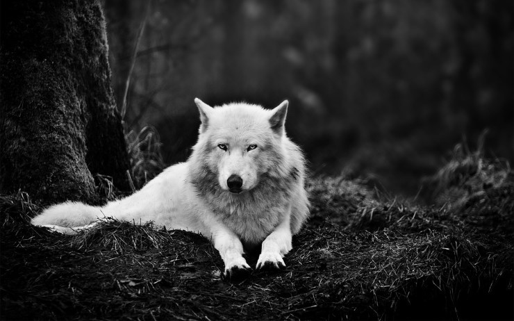 white-wolf-1920x1200.jpg