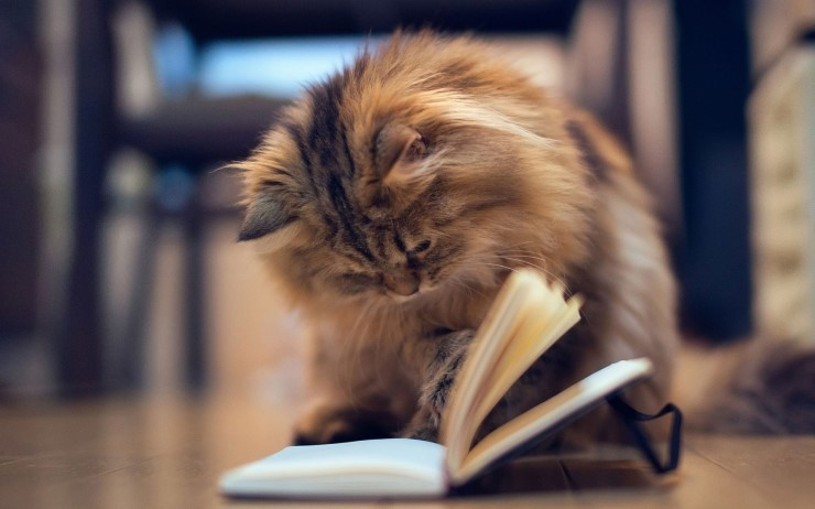 6984234-book-cat.jpg