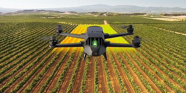 Parrot bluegrass 0.jpg