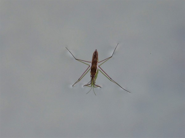 211waterstrider_600x450.jpg