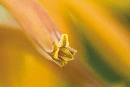 1905 ANA int 1 1.jpg