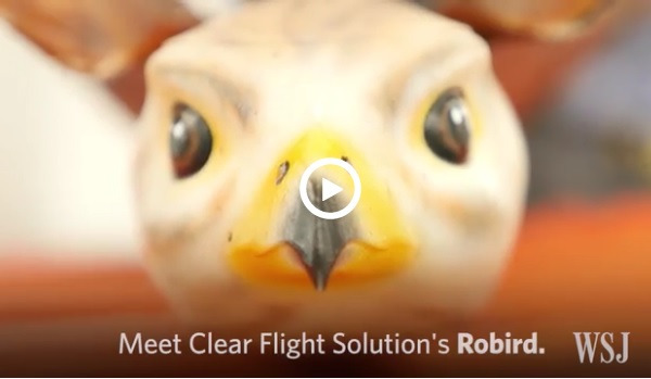 08 bird drone img 600x349.jpg