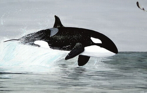 191231 orca.jpg