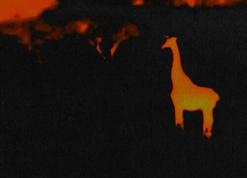 190502 animal_inspection.jpg