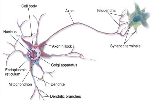 180725 neuron.jpg