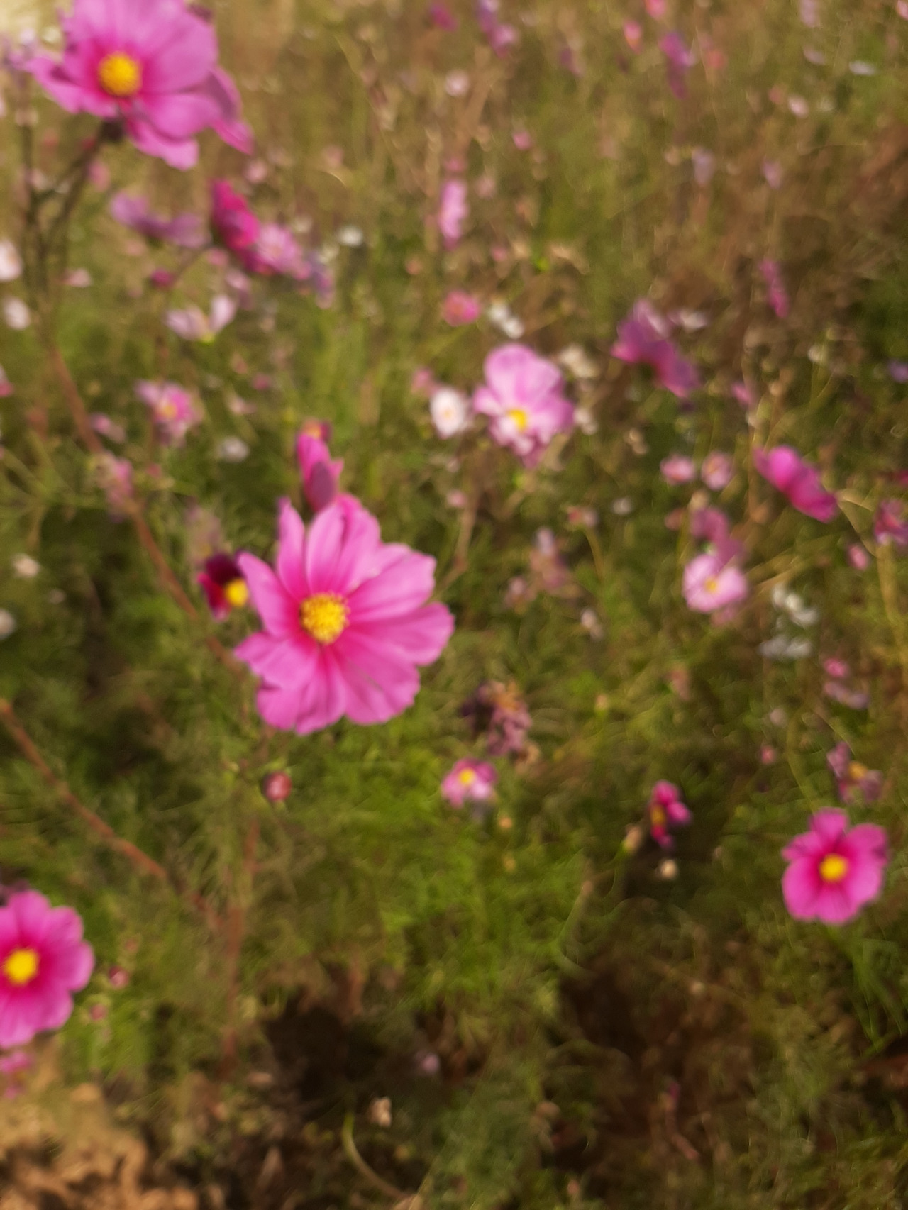 코스모스.jpg