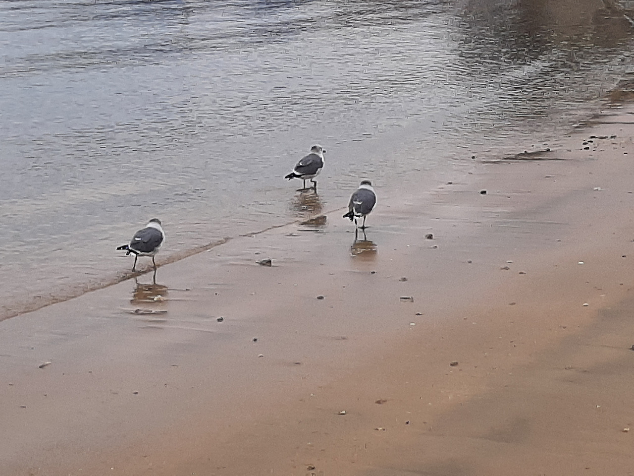 해변갈매기.jpg