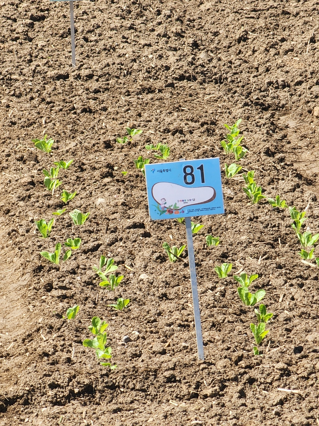 배추모종심다.jpg