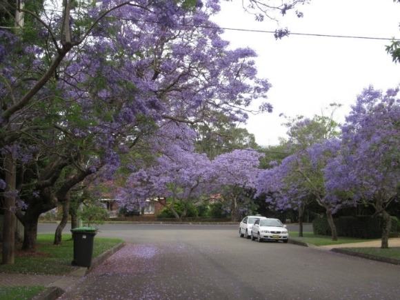 한적한 자카렌다 길과 차.jpg