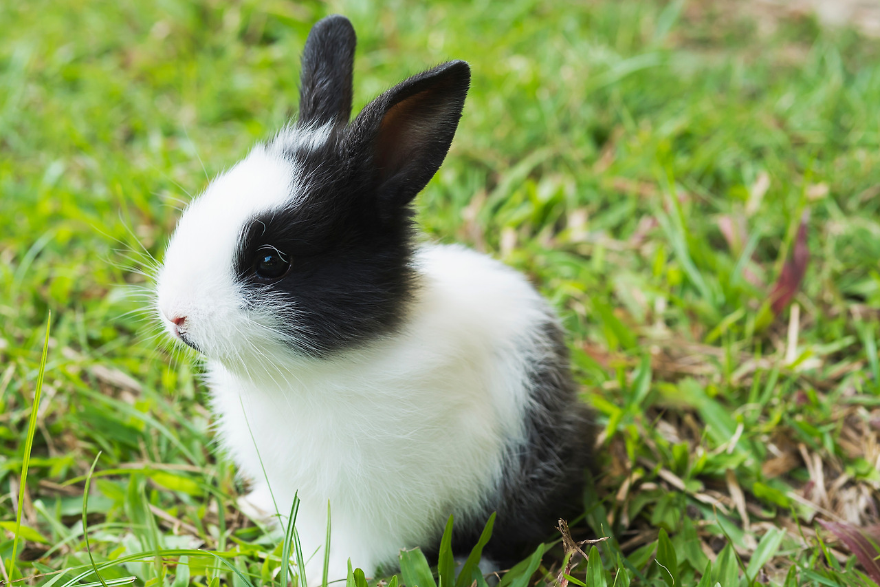lovely-baby-2-weeks-thai-rabbit.jpg