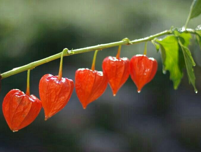 꽈리_자연미 1229 winter cherry 20201201_212110188.jpg