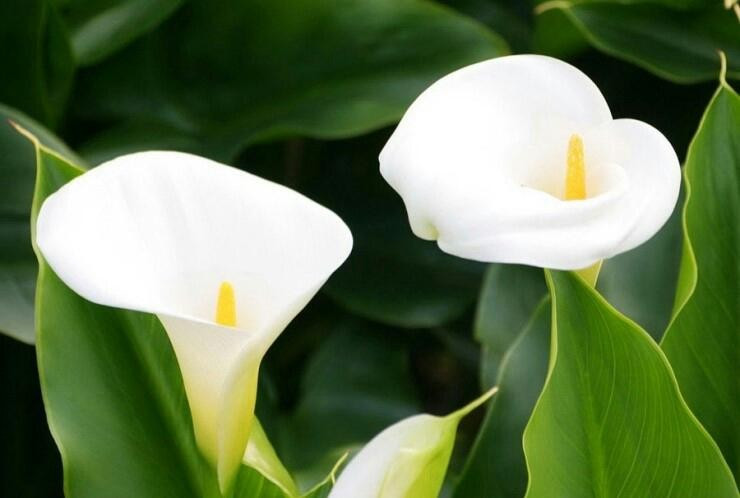 카라2 2개 흰카라20201119_103635801_05.jpg