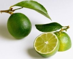 라임 가지와 열매.jpg
