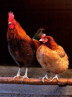 300px-Male_and_female_chicken_sitting_together.jpg