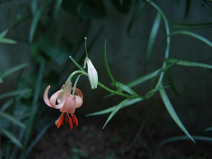 18 나리 어둠속56345.jpg