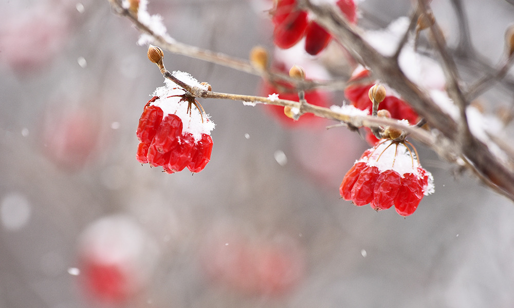 겨울-산수유-열매.jpg