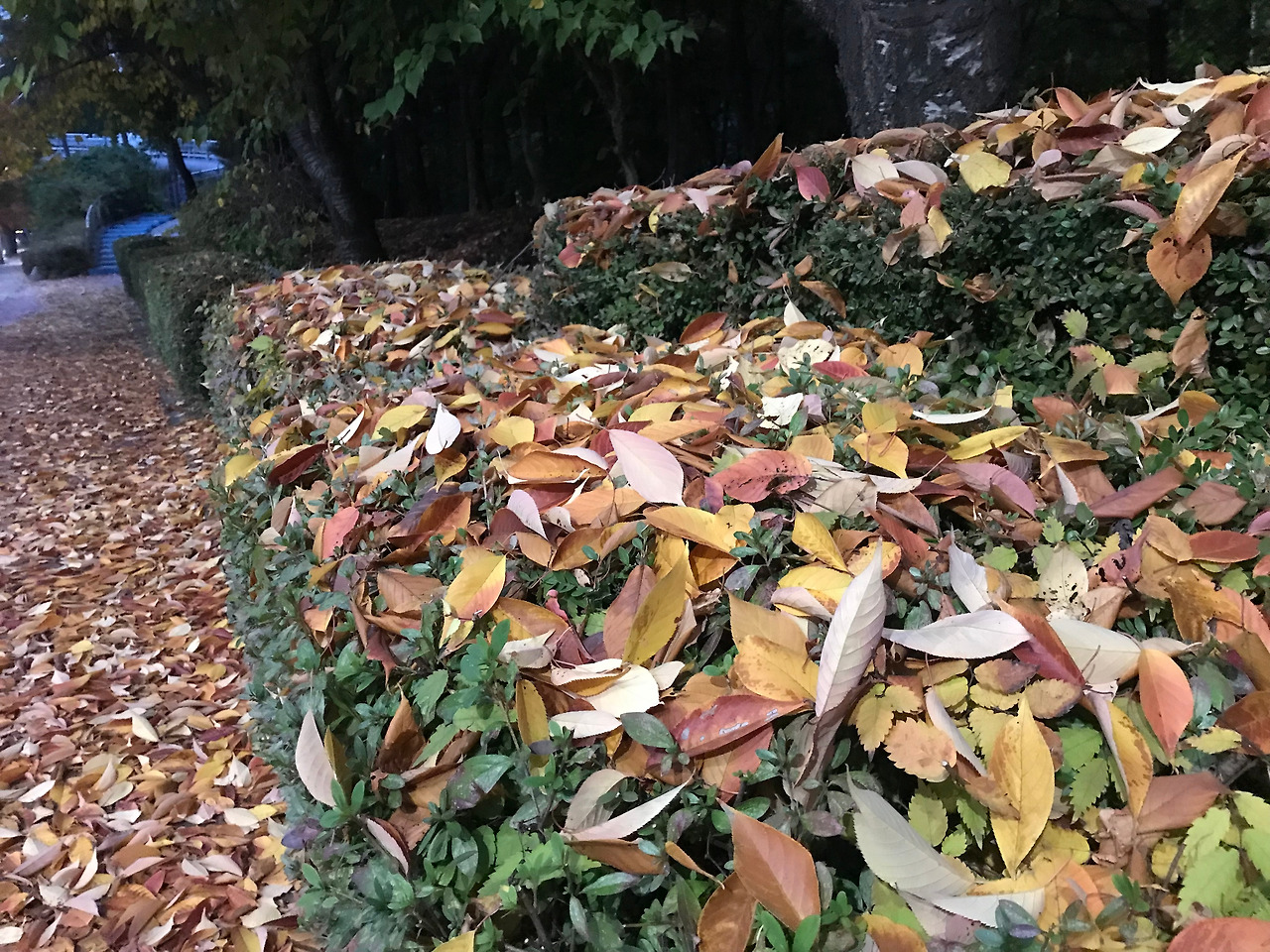 남산낙엽 원경.jpg