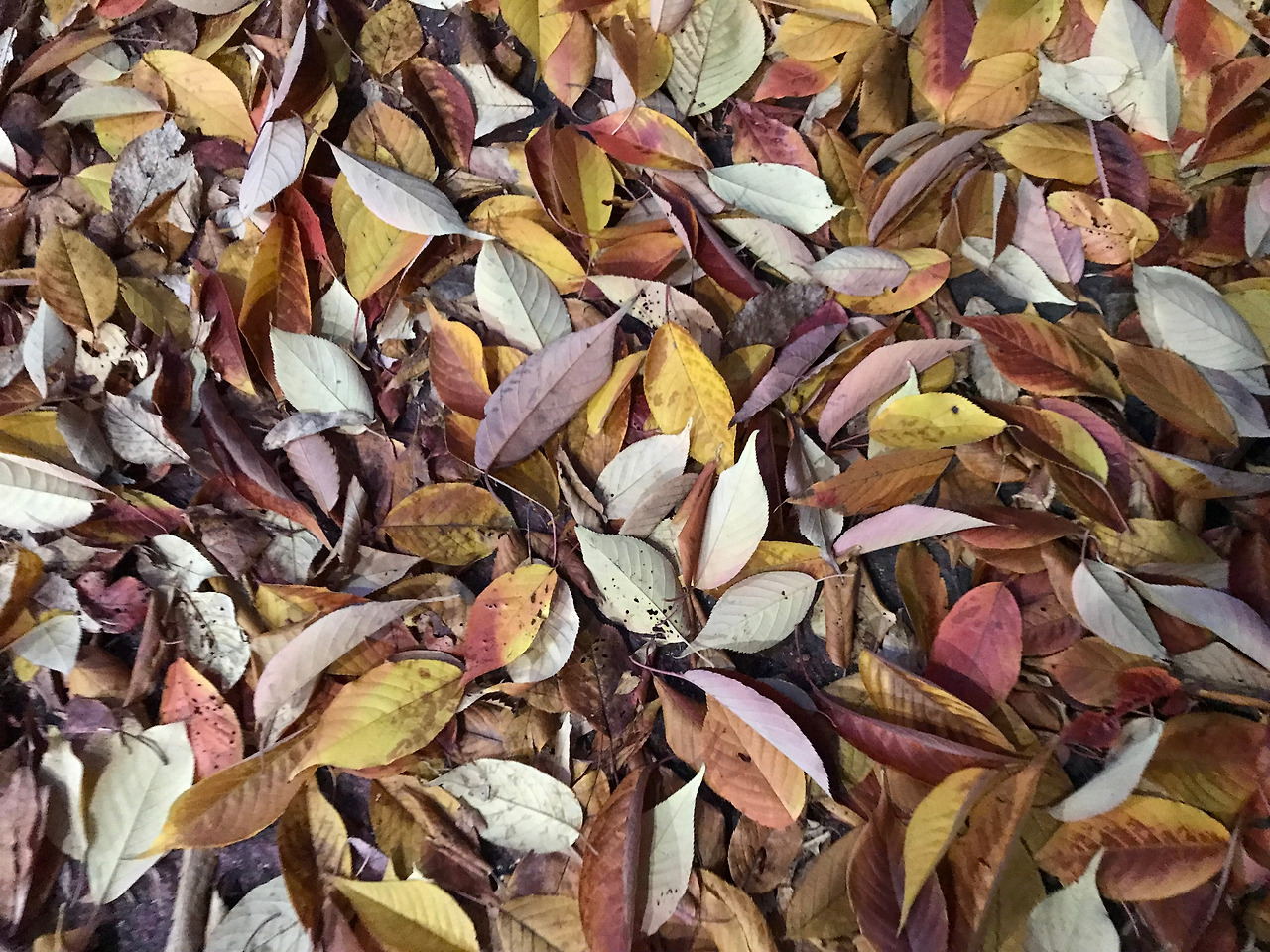 남산낙엽 근접.jpg