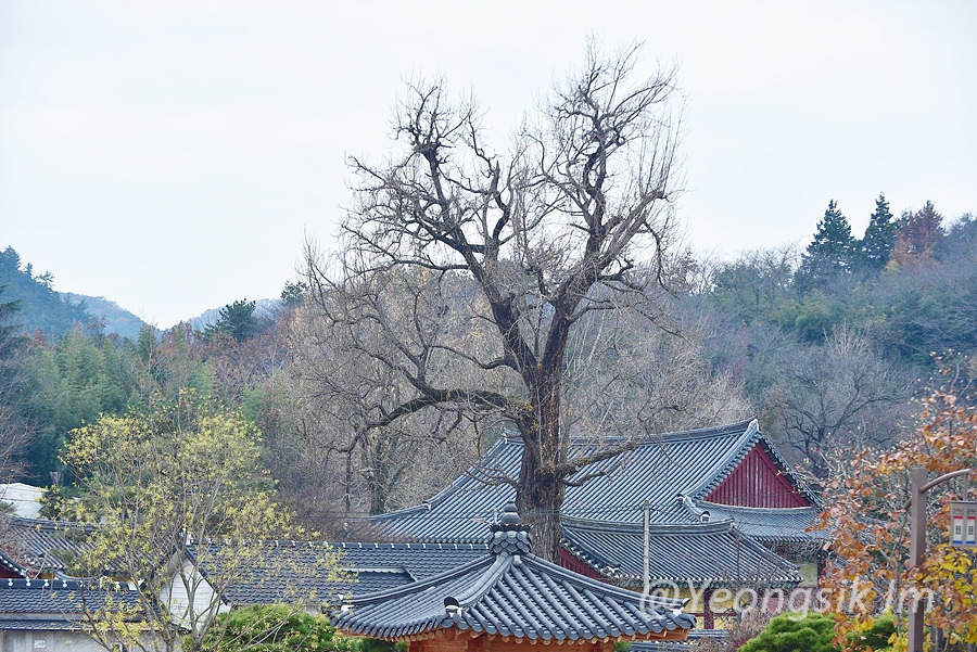 나주향교 이성계 은행나무 이야기 1.jpg