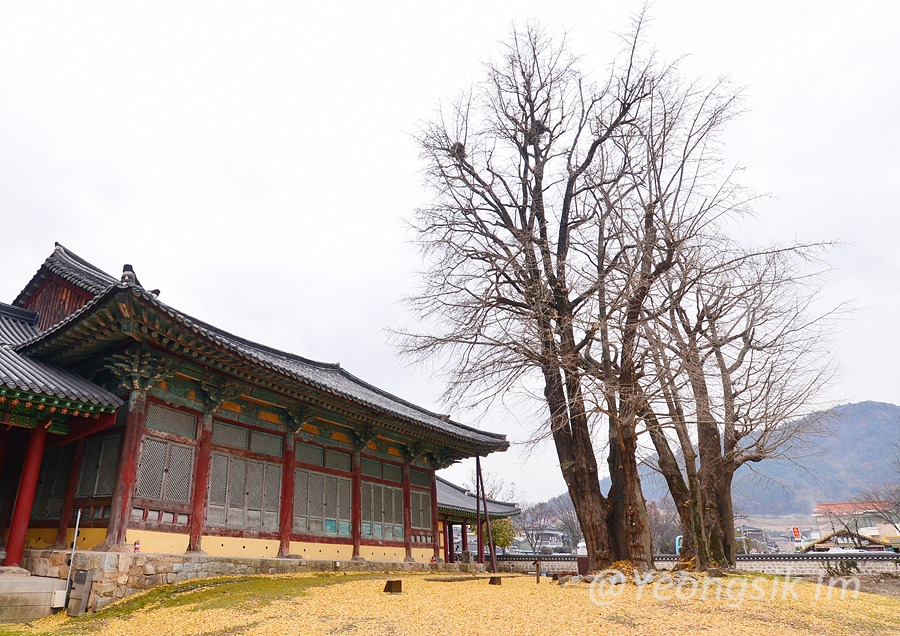 나주향교 이성계 은행나무 이야기 5.jpg
