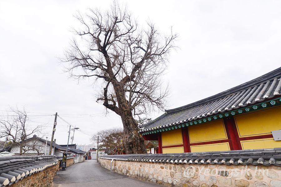 나주향교 이성계 은행나무 이야기 2.jpg