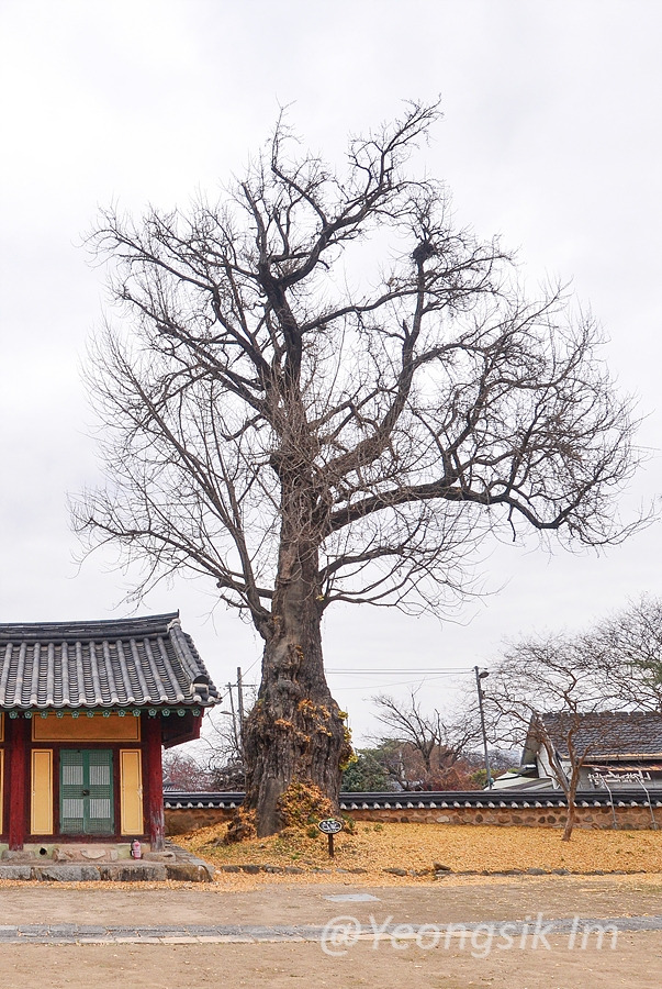 나주향교 이성계 은행나무 이야기 4.jpg