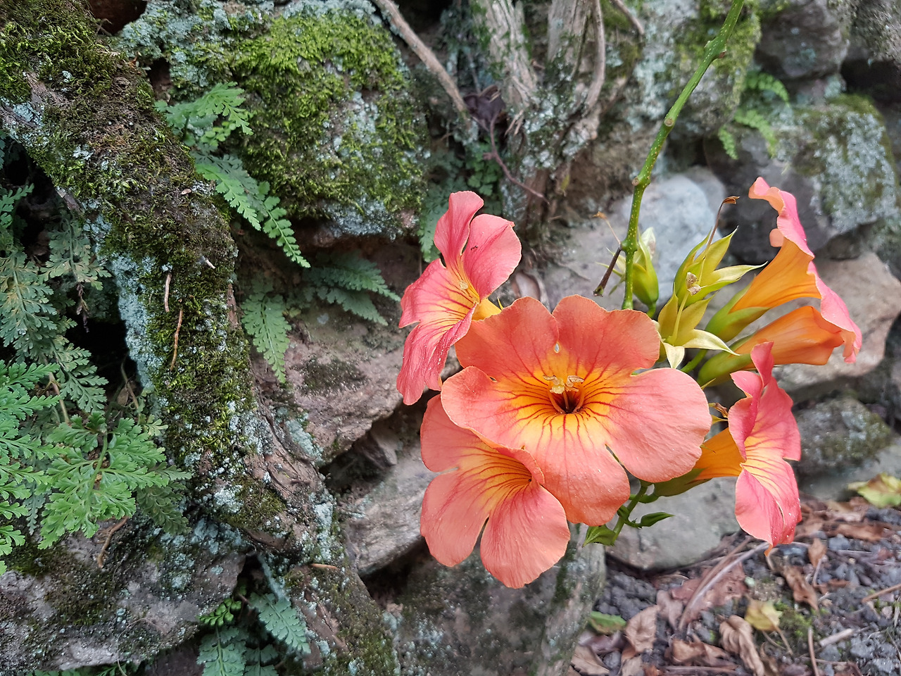 우드랜드여름 풍경.jpg