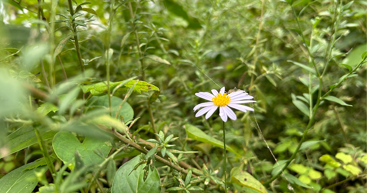 쑥부쟁이2 (2).jpg