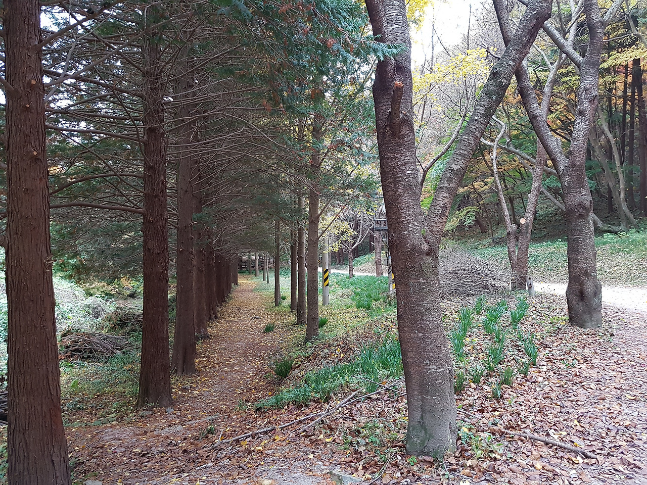 불회사 숲길.jpg