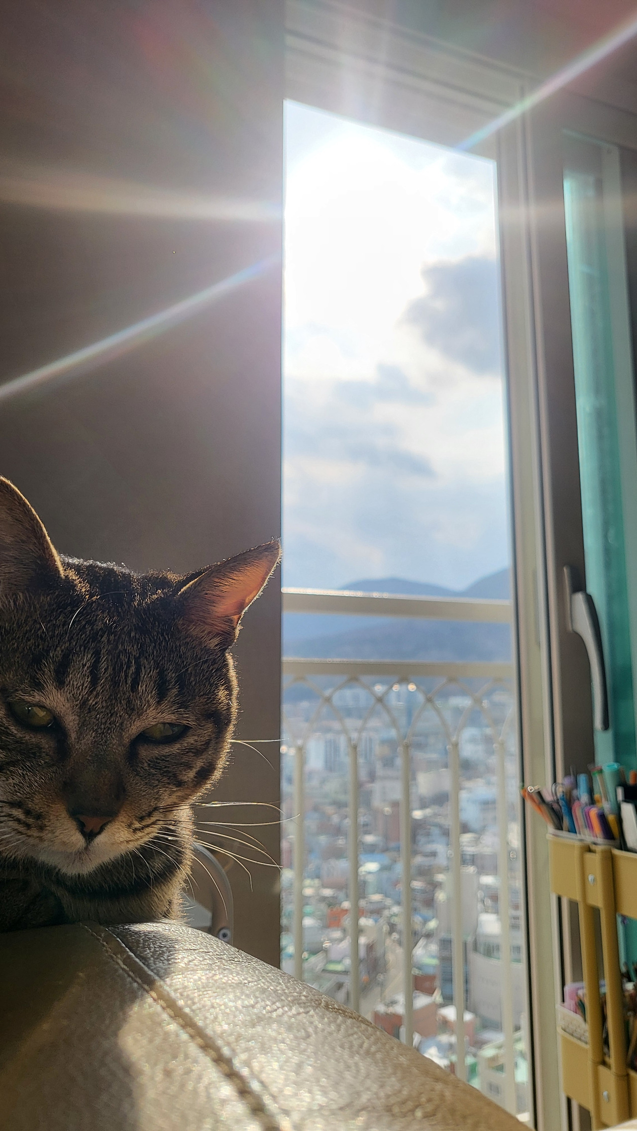 1004호 고양이 보리 프롤로그.jpg