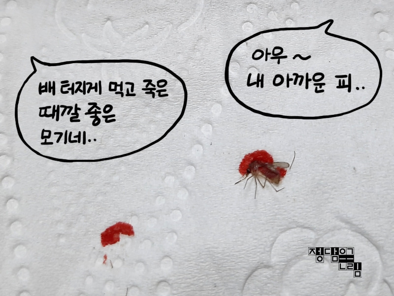 모기3.jpg