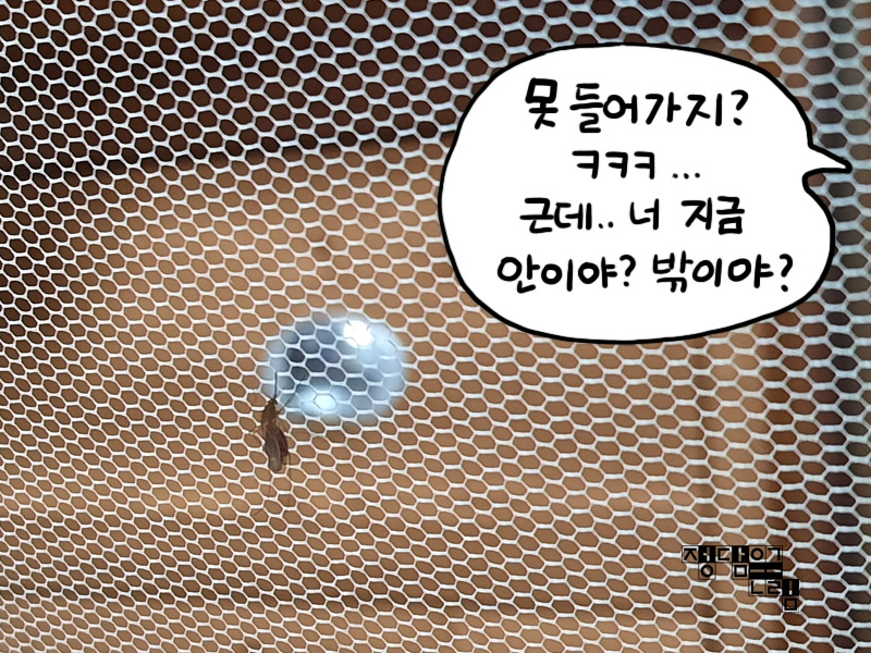 모기5.jpg