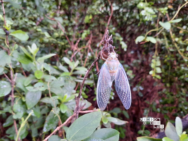 매미3.jpg