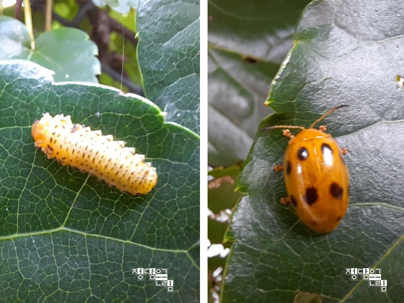 해충6.jpg