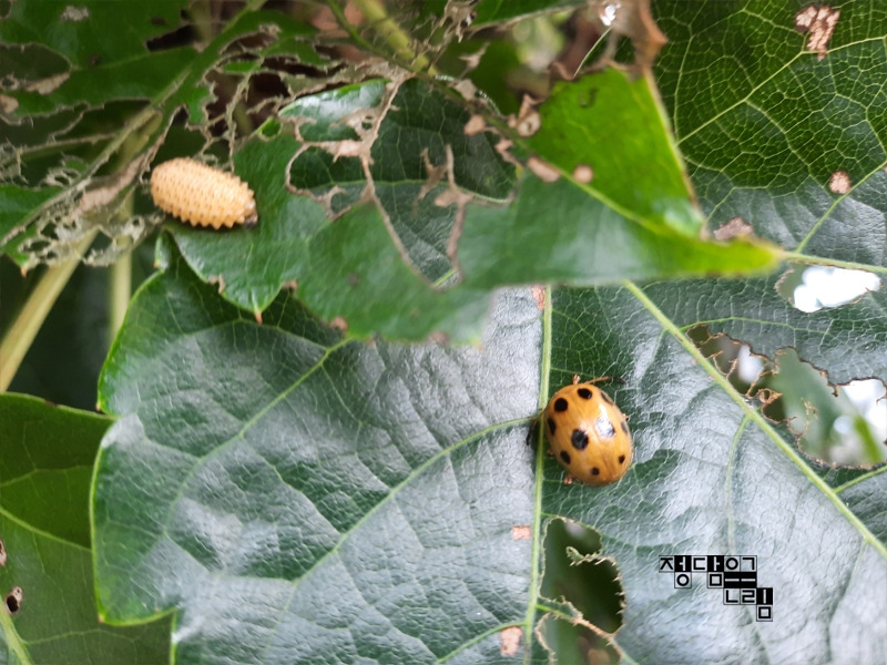 해충8.jpg