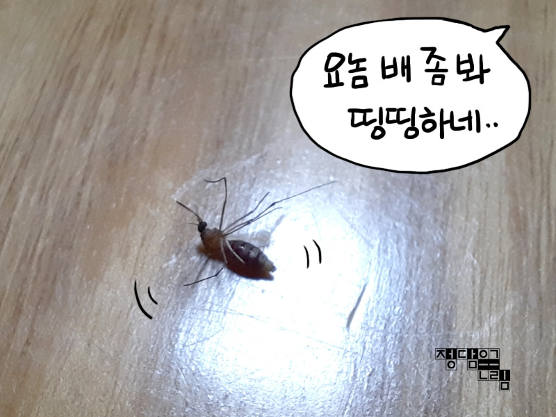 모기1.jpg