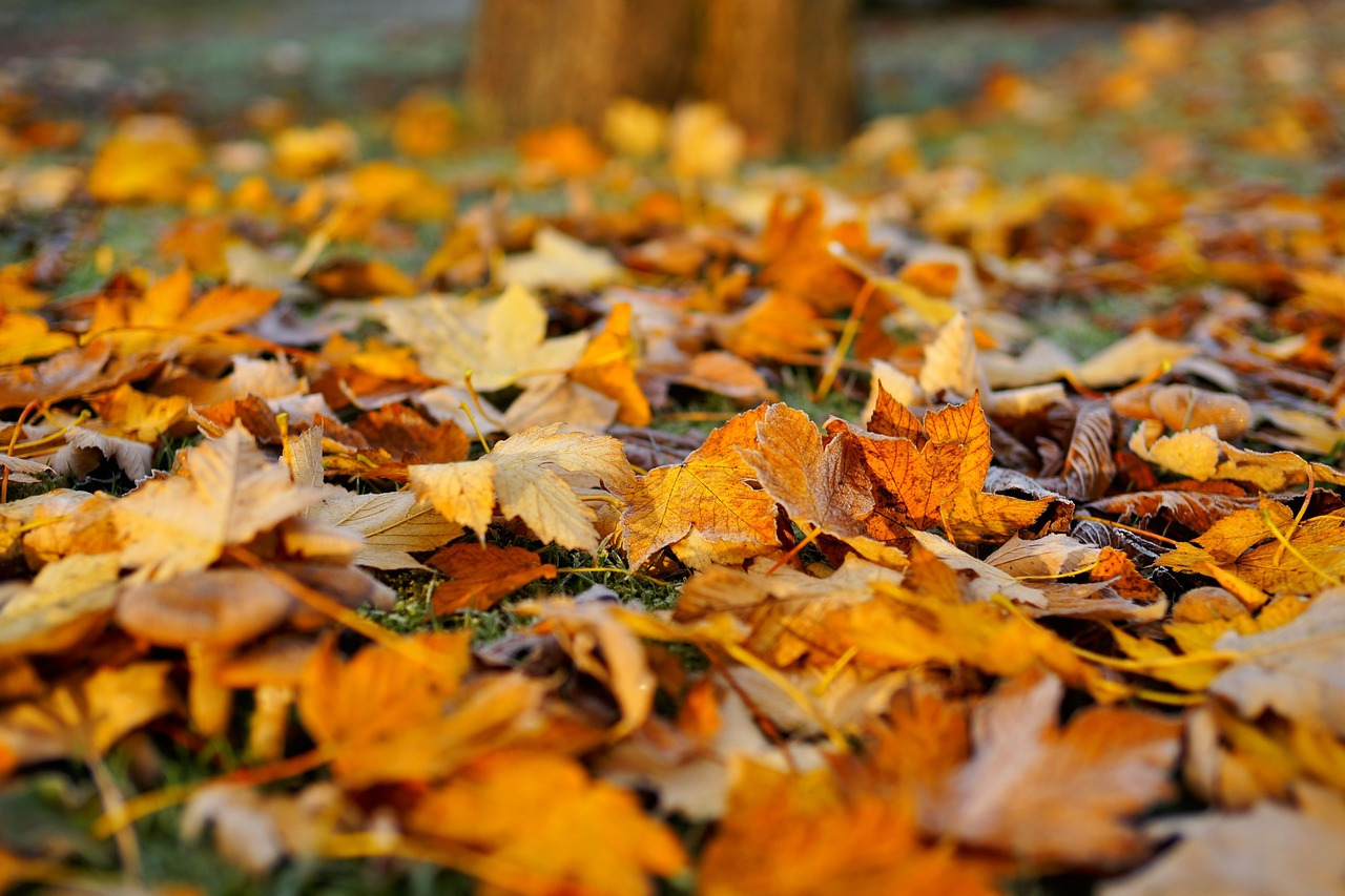 leaves-1818625_1280.jpg