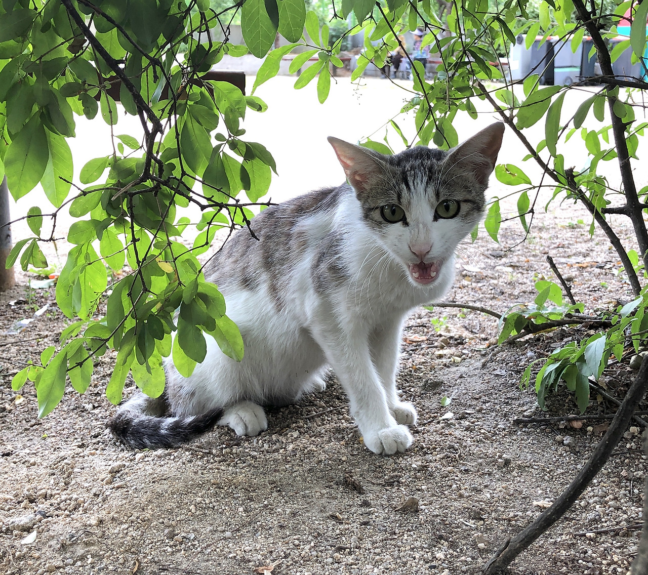 기분이 나쁘면 하악 소리를 내며 가까이 오지 말라고 경고를 하지.jpg