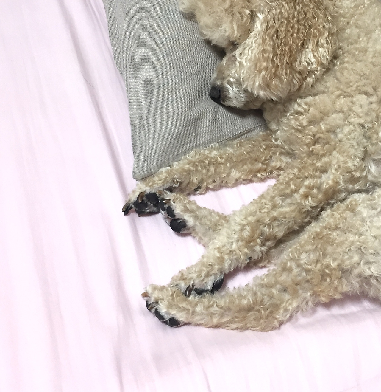 6. 길게 자란 발톱jpg.jpg