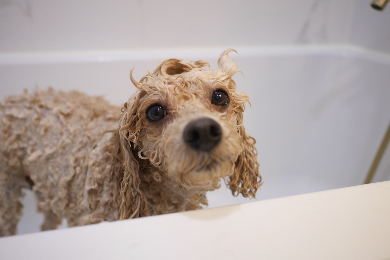 4. 목욕하면서 항문낭 짜기.jpg