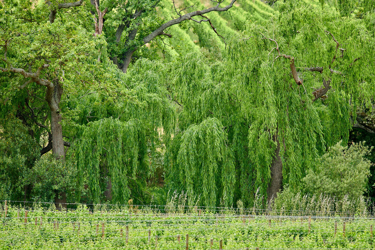 landscape-view-vineyard-green-grapes-growing-wine-agriculture-farming-estate-remote-countryside-with-weeping-willow-trees-background-cultivation-fruit-crops-export-industry.jpg
