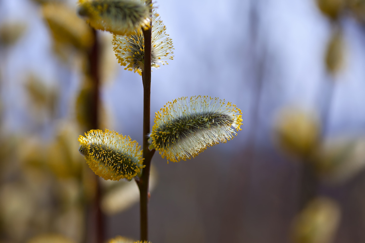 spring-willow-twig-with-buds.jpg