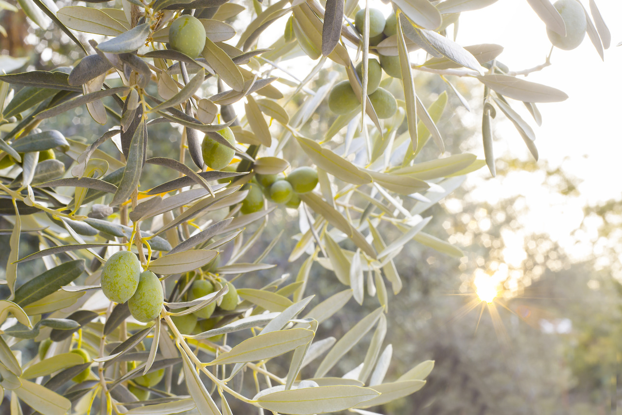 olive-tree-branch.jpg