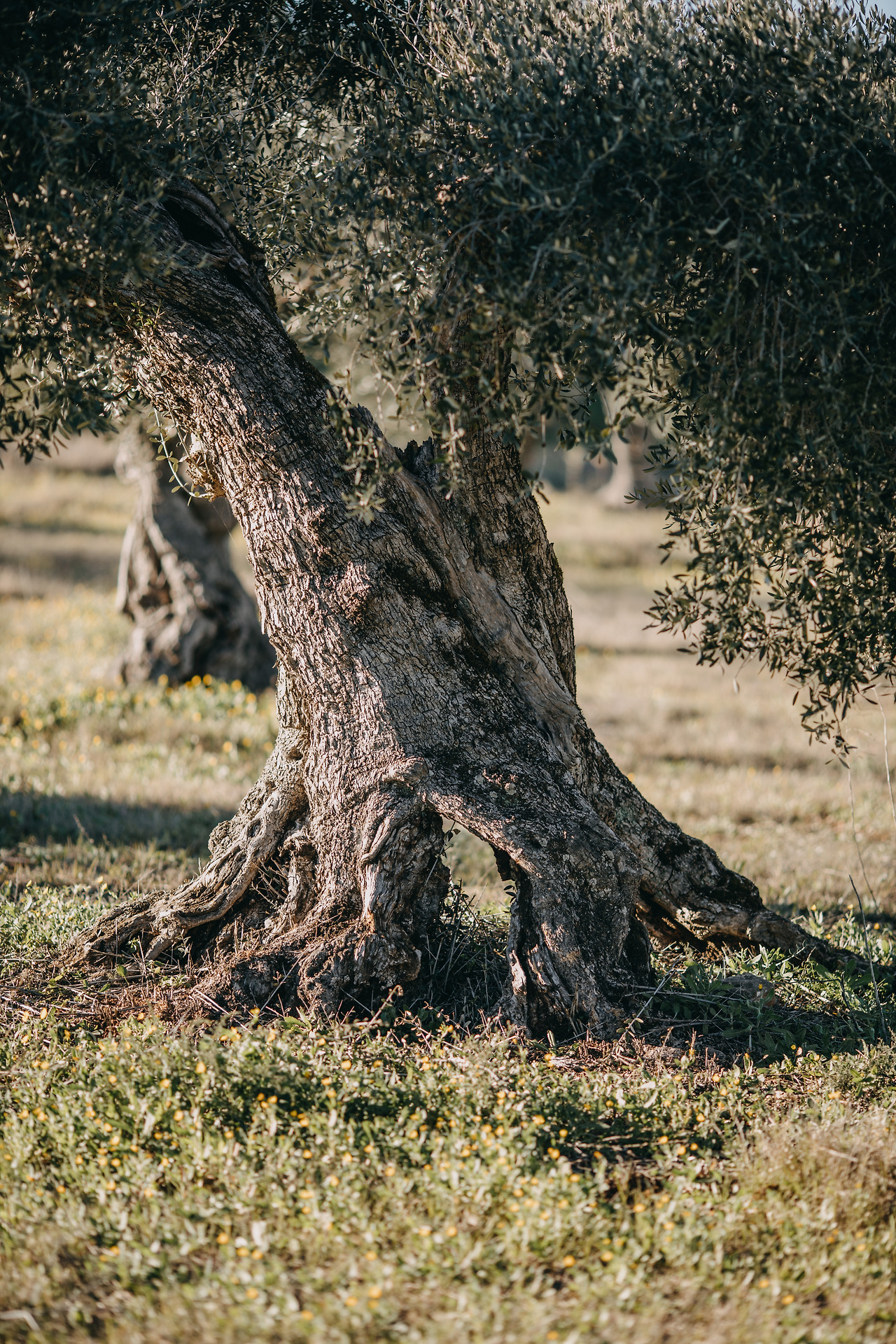 view-tree-trunk-field.jpg