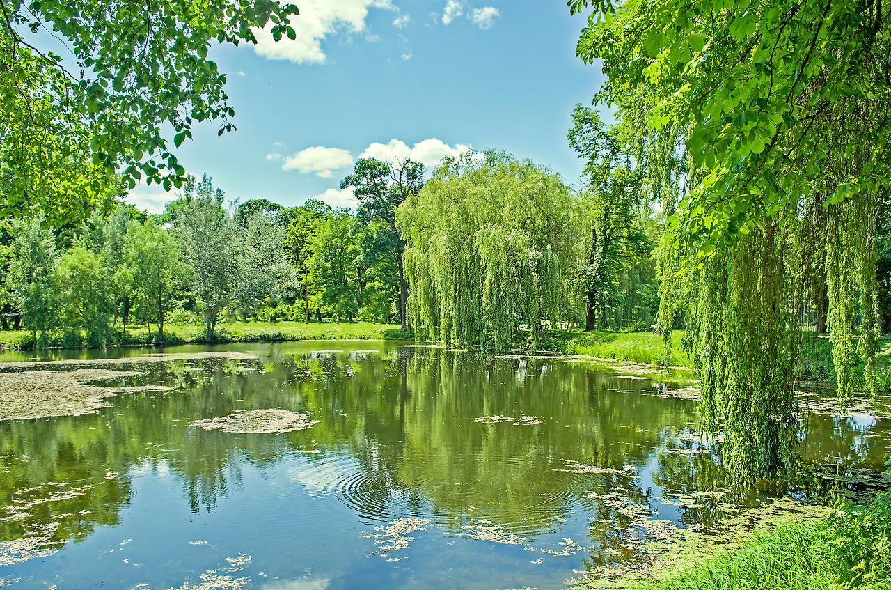 willow-trees-by-river-weeping-willow-park.jpg