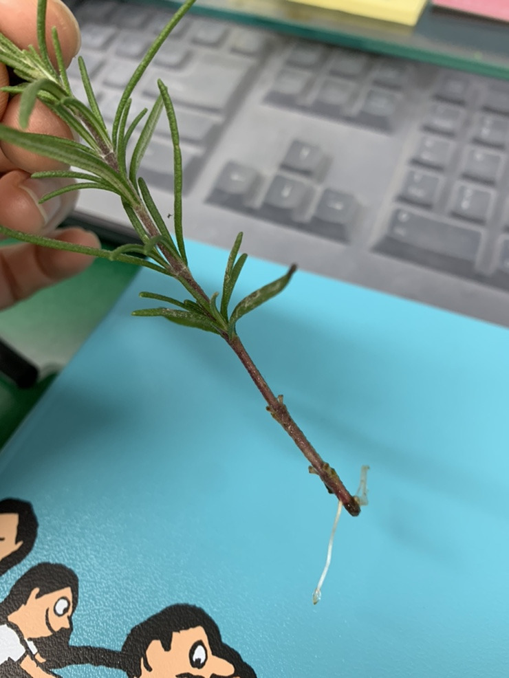 카지노 게임 사이트