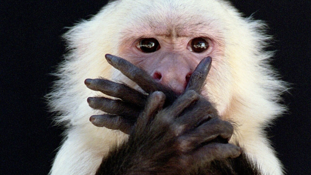 입틀막 원숭이.jpg